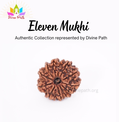 Eleven Mukhi Small Rudraksha